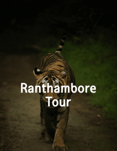 Roaring into Adventure: Ranthambore Tour Packages and Rajasthan Trip